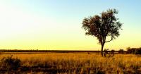 Expert insight: Planting trees in the wrong places is not a climate solution