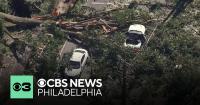 Video shows moment massive tree fell on cars in Bala Cynwyd, Pennsylvania