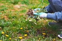 What is chaos gardening & how is it saving people money on lawn care?