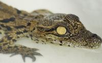 Heat wave in France hatches 10 Nile crocodiles naturally for the first time