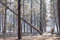 USFS proposes logging, replanting in fire-damaged Oregon forest