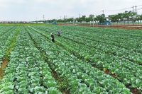 Jiayu upscaling cabbage farming