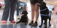 Service dogs train for air travel at Richmond International Airport