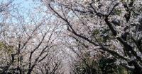 Living in Japan -- an exchange student's view: A path into new language, culture and nature