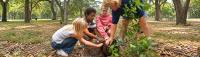 A Tree Is an Investment in Your Home and Health