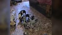 Police rescue 56 animals from severe hoarding conditions in Madrid
