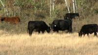 ‘Like a dating site’: Ranchers in B.C. and Alberta partnering up to address feed shortages