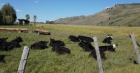 Satellite virtual fencing could save time, money for cattle industry
