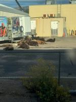 Colorado Parks and Wildlife: Dead bears, mountain lions spotted in parking lot are used for training
