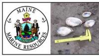 Maine officials identify phytoplankton behind Casco Bay bloom