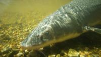 Researchers Discover Lake Sturgeons May Live More Than 400 Years — Here's How They Did It