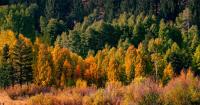 Minnesota fall color trips you can do in a single day