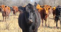 Wildlife officials kill grizzly bear that preyed on cattle near Augusta