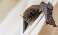 Virginia doctor wakes with bat pushing into her mouth: 'I thought I was still dreaming'