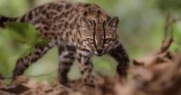 A tiny new wild cat species was just found in Bolivia