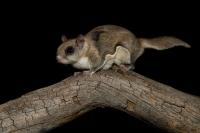 Meet the Flying Squirrel That ‘Glows in the Dark’