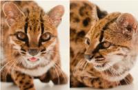 Excitement as scientists discover first new species of wild cat in a century