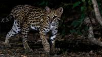 Scientists Just Discovered a New Cat Species, and It’s Ridiculously Cute