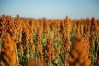 NSP Urges Progress on Sorghum Trade Ahead of Trump-Xi Meeting