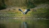 World Heritage Status for South Sudan Parks Will Be a Boon for the Birds