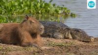 Why crocodilians and capybaras can coexist: The science behind their surprising encounters