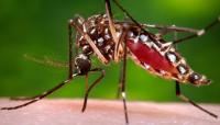 Florida confirms death from dengue fever as state confronts growing outbreak
