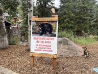 As the Town of Vail grapples with bear activity, local businesses express concern for managing people 