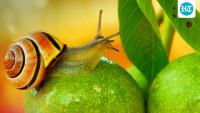 This snail can regrow its entire eye in a month: Scientists are studying how it works