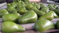 Israel’s avocado exports head for record high