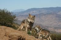 California Wolf Center Plans for a New Den