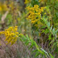 Grow Keystone Plants: The Best Way to Help Wildlife
