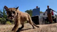 Watch: Mountain lion captured in San Francisco, released into the wild