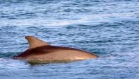Black Sea dolphin population could take up to 50 years to recover to prewar levels – environmentalist