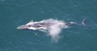 Dead fin whale found on bow of Norwegian Joy cruise ship in Sitka