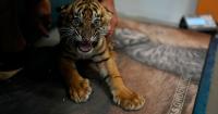 World's most endangered tigers born in Greece as zoos build a safety net