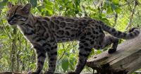 Scientists thought it was just a ‘weird cat.’ It turned out to be a new species