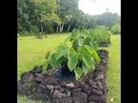 County Department of Agriculture launches Niu, Kalo, 'Ulu Grant program