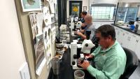 Orange County under a mosquito-borne illness alert