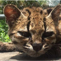 Scientists discover first new cat species in over 100 years in the Bolivian Yungas
