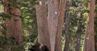 Park Service Kills Bear Corrupted by Humans’ Bad Behavior