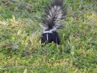 Rabid skunk sparks health alert near Kootenay Lake