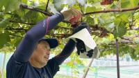 Asia’s fruit wars: The secretive world of plant invention and seed smuggling