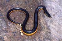 California Beachgoer Accidentally Captures ‘Very Venomous’ Rare Sea Snake Before Tossing It Back Into Ocean