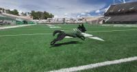 Colorado State's tee retrieval dog returns for game against ranked BYU