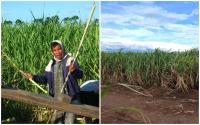 Asia Sugarcane Growers Face Weather Pressure As Global Festival Demand Looms