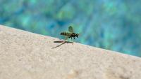 Alaska homeowner says wasp surge turned her yard into a no-play zone