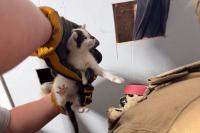 West Virginia firefighters cut kitten from wall, then adopt 'Little Debbie' as firehouse cat