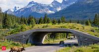 Banff used 6 vegetated overpasses to curb highway wildlife collisions along 82km of road; the result transformed fragmented wilderness into connected animal corridors