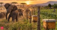 Kenya’s farmers turn to beehive fences to keep crop-raiding elephants away, creating a surprising path toward human-elephant coexistence