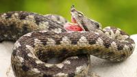 Albanian emergency services 'hung up' on tourist after viper bite, forcing a WhatsApp rescue